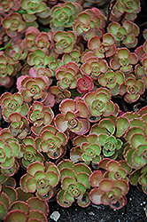 Fulda Glow Stonecrop (Sedum spurium 'Fuldaglut') at Ward's Nursery & Garden Center