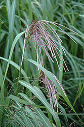 Maiden Grass (Miscanthus sinensis) at Ward's Nursery & Garden Center