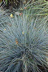 Blue Fescue (Festuca glauca) at Ward's Nursery & Garden Center