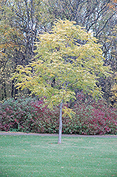Kentucky Coffeetree (Gymnocladus dioicus) at Ward's Nursery & Garden Center