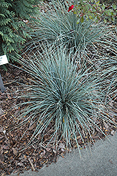 Sapphire Blue Oat Grass (Helictotrichon sempervirens 'Sapphire Blue') at Ward's Nursery & Garden Center