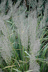 Korean Reed Grass (Calamagrostis brachytricha) at Ward's Nursery & Garden Center