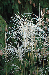 Graziella Maiden Grass (Miscanthus sinensis 'Graziella') at Ward's Nursery & Garden Center