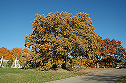 Bur Oak (Quercus macrocarpa) at Ward's Nursery & Garden Center