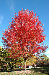 Autumn Blaze Maple (Acer x freemanii 'Jeffersred') at Ward's Nursery & Garden Center