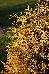 Yellow Ribbon Arborvitae (Thuja occidentalis 'Yellow Ribbon') at Ward's Nursery & Garden Center
