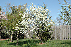 Alderman Plum (Prunus 'Alderman') at Ward's Nursery & Garden Center