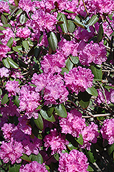 P.J.M. Rhododendron (Rhododendron 'P.J.M.') at Ward's Nursery & Garden Center