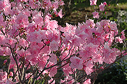 Cornell Pink Rhododendron (Rhododendron mucronulatum 'Cornell Pink') at Ward's Nursery & Garden Center