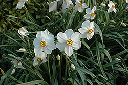 Actaea Daffodil (Narcissus 'Actaea') at Ward's Nursery & Garden Center