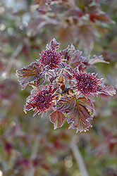 Onondaga Viburnum (Viburnum sargentii 'Onondaga') at Ward's Nursery & Garden Center