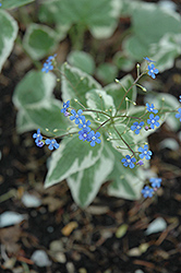 Variegated Siberian Bugloss (Brunnera macrophylla 'Variegata') at Ward's Nursery & Garden Center