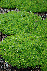 Irish Moss (Sagina subulata) at Ward's Nursery & Garden Center