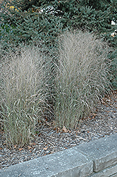 Shenandoah Reed Switch Grass (Panicum virgatum 'Shenandoah') at Ward's Nursery & Garden Center