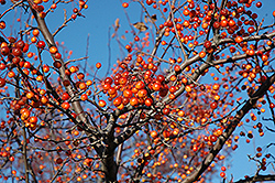 Indian Magic Flowering Crab (Malus 'Indian Magic') at Ward's Nursery & Garden Center