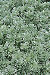 Silver Mound Artemisia (Artemisia schmidtiana 'Silver Mound') at Ward's Nursery & Garden Center