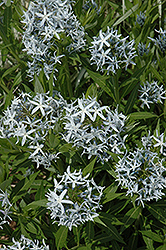 Blue Star Flower (Amsonia tabernaemontana) at Ward's Nursery & Garden Center