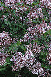 Dwarf Korean Lilac (Syringa meyeri 'Palibin') at Ward's Nursery & Garden Center