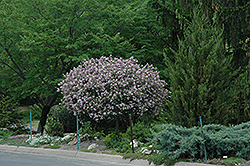 Dwarf Korean Lilac (tree form) (Syringa meyeri 'Palibin (tree form)') at Ward's Nursery & Garden Center