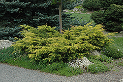 Old Gold Juniper (Juniperus x media 'Old Gold') at Ward's Nursery & Garden Center