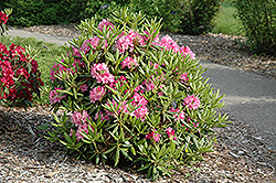 Haaga Rhododendron (Rhododendron 'Haaga') at Ward's Nursery & Garden Center