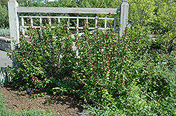 Common Sweetshrub (Calycanthus floridus) at Ward's Nursery & Garden Center