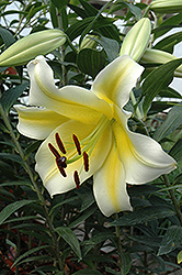 Conca D'Or Lily (Lilium 'Conca D'Or') at Ward's Nursery & Garden Center