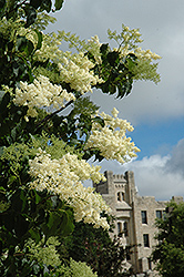 Ivory Silk Japanese Tree Lilac (Syringa reticulata 'Ivory Silk') at Ward's Nursery & Garden Center