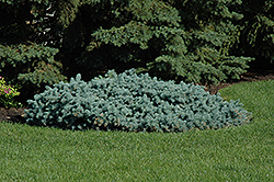 St. Mary's Broom Creeping Blue Spruce (Picea pungens 'St. Mary's Broom') at Ward's Nursery & Garden Center