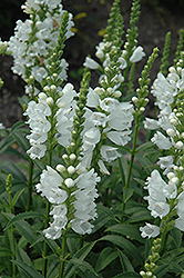 Miss Manners Obedient Plant (Physostegia virginiana 'Miss Manners') at Ward's Nursery & Garden Center
