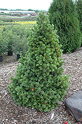 Sherwood Compact Bristlecone Pine (Pinus aristata 'Sherwood Compact') at Ward's Nursery & Garden Center