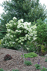 Pink Diamond Hydrangea (tree form) (Hydrangea paniculata 'Pink Diamond (tree form)') at Ward's Nursery & Garden Center