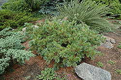 Jeddeloh Japanese Stone Pine (Pinus pumila 'Jeddeloh') at Ward's Nursery & Garden Center