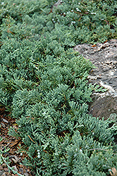 Blue Rug Juniper (Juniperus horizontalis 'Wiltonii') at Ward's Nursery & Garden Center