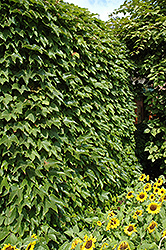 Boston Ivy (Parthenocissus tricuspidata) at Ward's Nursery & Garden Center