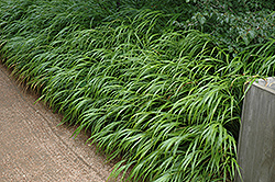 Japanese Woodland Grass (Hakonechloa macra) at Ward's Nursery & Garden Center