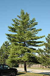 White Pine (Pinus strobus) at Ward's Nursery & Garden Center