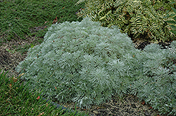 Silver Mound Artemisia (Artemisia schmidtiana 'Silver Mound') at Ward's Nursery & Garden Center