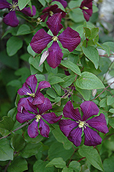 Etoile Violette Clematis (Clematis 'Etoile Violette') at Ward's Nursery & Garden Center