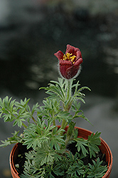 Red Bells Pasqueflower (Pulsatilla vulgaris 'Rote Glocke') at Ward's Nursery & Garden Center