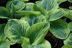 Brim Cup Hosta (Hosta 'Brim Cup') at Ward's Nursery & Garden Center