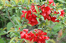 Texas Scarlet Flowering Quince (Chaenomeles speciosa 'Texas Scarlet') at Ward's Nursery & Garden Center