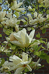 Elizabeth Magnolia (Magnolia 'Elizabeth') at Ward's Nursery & Garden Center