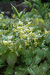 Yellow Barrenwort (Epimedium x versicolor 'Sulphureum') at Ward's Nursery & Garden Center