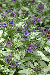 Diane Clare Lungwort (Pulmonaria longifolia 'Diana Clare') at Ward's Nursery & Garden Center