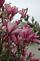 Ann Magnolia (Magnolia 'Ann') at Ward's Nursery & Garden Center