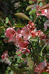 Toyo-Nishiki Flowering Quince (Chaenomeles speciosa 'Toyo-Nishiki') at Ward's Nursery & Garden Center