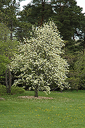 Elizabeth Magnolia (Magnolia 'Elizabeth') at Ward's Nursery & Garden Center