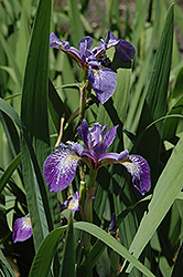 Siberian Iris (Iris sibirica) at Ward's Nursery & Garden Center