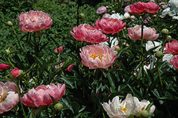 Coral Charm Peony (Paeonia 'Coral Charm') at Ward's Nursery & Garden Center